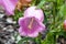 Campanula medium `Champion Pink`