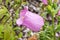 Campanula medium `Champion Pink`