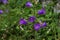 Campanula medium purple flower