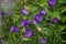 Campanula medium purple flower