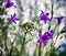 Campanula patula