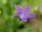 Campanula patula. Field flower. A flower of a spreading harebell