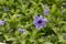 Campanula patula or spreading bellflower.beautiful natural