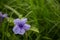 Campanula patula or spreading bellflower.beautiful natural