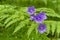Campanula patula. Spreading bellflower. Violet flower. Bluebell