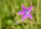 Campanula patula or spreading bellflower with water dropplets on green blurred background