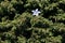 Campanula patula subsp. abietina, Campanula abietina, Campanulaceae