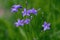 Campanula patula wild flowering plant, beautiful purple spreading bellflowers flowers in bloom