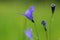 Campanula patula wild flowering plant, beautiful purple spreading bellflowers flowers in bloom