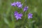 Campanula patula wild flowering plant, beautiful purple spreading bellflowers flowers in bloom