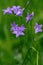 Campanula patula wild flowering plant, beautiful purple spreading bellflowers flowers in bloom