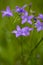 Campanula patula wild flowering plant, beautiful purple spreading bellflowers flowers in bloom