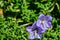 Campanula persicifolia, decorative purple flower