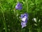 Campanula persicifolia in the summer forest grass