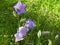 Campanula persicifolia in the summer forest grass