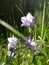 Campanula persicifolia in the summer forest grass