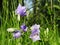 Campanula persicifolia in the summer forest grass