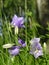 Campanula persicifolia in the summer forest grass