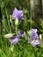 Campanula persicifolia in the summer forest grass