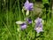 Campanula persicifolia in the summer forest grass