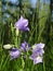 Campanula persicifolia in the summer forest grass