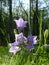 Campanula persicifolia in the summer forest grass