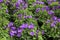 Campanula plants in the garden in Spain