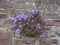 Campanula portenschlagiana aka Dalmatian bellflower, escaped from garden, growing wild in stone wall.
