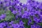 Campanula portenschlagiana bellflowers plants in bloom, deep purple dalmatian bellflower flowering flowers