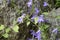 Campanula poscharskyana with blue flowers