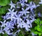 Campanula Poscharskyana Or Serbian Bell Flower