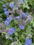 Campanula poscharskyana (Serbian bellflower, trailing bellflower) is a semi-evergreen trailing perennial, valued