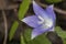 Campanula primulifolia bellflower this species is characterized by huge light purple flowers and grows in very humid places