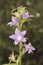 Campanula primulifolia Spanish bellflower lovely large wild flower with blue purple color white pistil on defocused forest