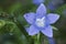 Campanula primulifolia Spanish Bellflower very rare wild plant with large purple blue flowers