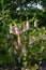 Campanula punctata. Perennial herbaceous plant with beautiful pink flowers. Spotted bellflower in summer garden