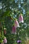 Campanula punctata. Spotted bellflower with beautiful flowers on blurred natural background