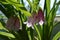 Campanula punctata. Spotted bellflower with beautiful pink flowers. Balcony gardening