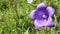 Campanula purple flower in gentle breeze