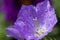 Campanula purple flower macro with water drops