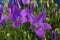 Campanula - purple flowers