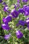 Campanula purple flowers
