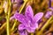 Campanula - purple flowers in studio