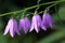 Campanula rapunculoides flowers