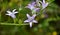Campanula rapunculus, common name rampion bellflower