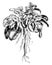 Campanula Rapunculus vintage illustration