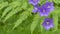 Campanula rotundifolia blooming purple flower inside fern