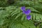 Campanula rotundifolia blooming purple flower inside fern