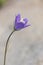 Campanula rotundifolia the harebell Scottish or Scotland bluebell beautiful deep blue flower with white stamens on a grayish