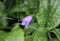 Campanula rotundifolia, known as the harebell, bluebell, blawort, hair-bell and lady& x27;s thimble